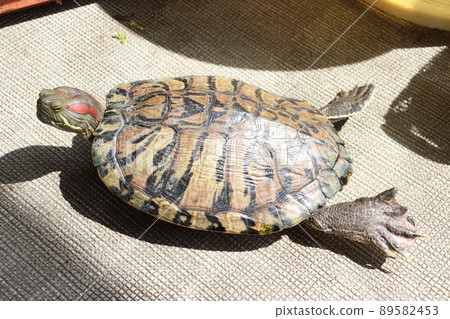 Red-eared slider sunbathing (breeding individual) 89582453