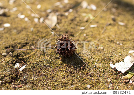 落在公園的刺堅果、秋葉和楓香 89582471