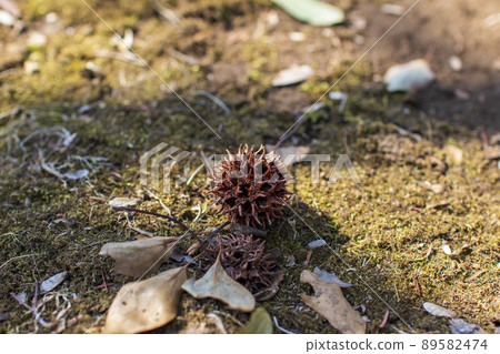 經常在公園和路邊的樹上發現的香果 89582474
