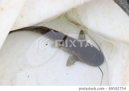 日本鯰魚(埼玉縣西部) 日本鯰魚(埼玉縣西部) 89582754