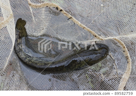 Japanese catfish (western Saitama prefecture) 89582759
