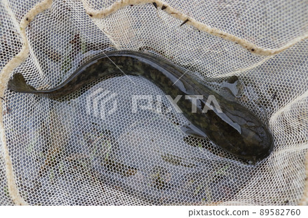 Japanese catfish (western Saitama prefecture) Japanese catfish (western Saitama prefecture) 89582760