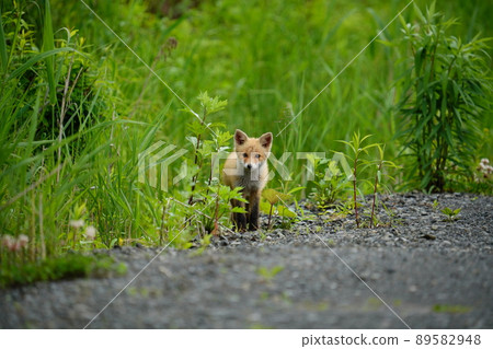 Hokkaido child fox 89582948
