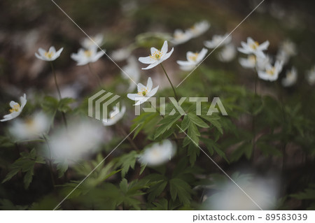 Beautiful spring background with white anemones flowers in spring woods. Springtime 89583039