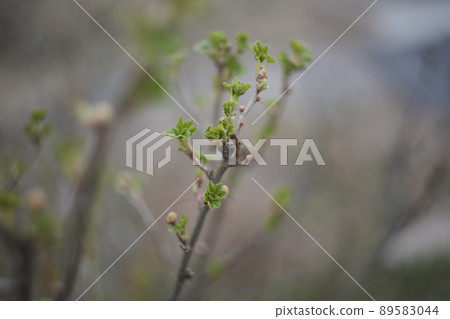Leaves blossom on branches in spring. Nature background. Spring wallpaper, close-up, selective focus 89583044