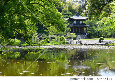 初夏京都市嘉壽寺的冰室池和觀音堂 89583145