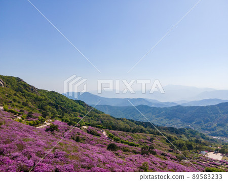 Purple Chrysanthemum 89583233