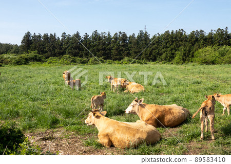 Jeju Hanwoo Ranch Jeju Hanwoo Ranch 89583410