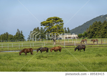 Jeju Ranch 89583415