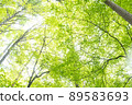 Fresh green forest 89583693