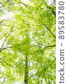 Fresh green forest 89583780