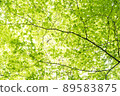 Fresh green forest 89583875