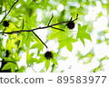 Fresh green 89583977