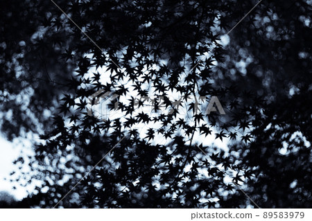 Autumn leaves Autumn leaves 89583979