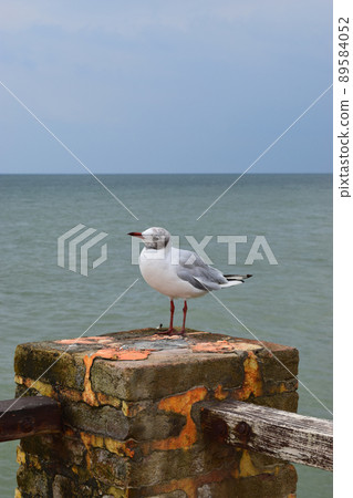 One seagull sits on a old sea pier. One seagull sits on a old sea pier. 89584052