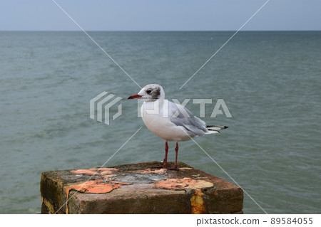 One seagull sits on a old sea pier. 89584055
