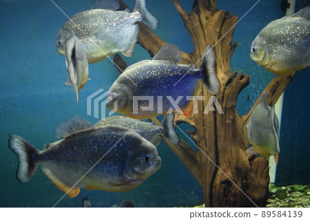 The red-bellied piranha, the red piranha (Pygocentrus nattereri) The red-bellied piranha, the red piranha (Pygocentrus nattereri) 89584139