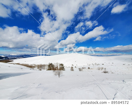 Meadow Winter / Kirigamine (Nagano Prefecture) 89584572