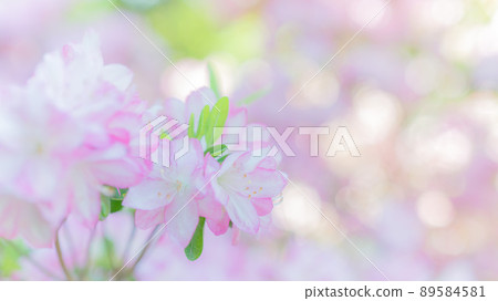 閃閃發光的杜鵑花 89584581