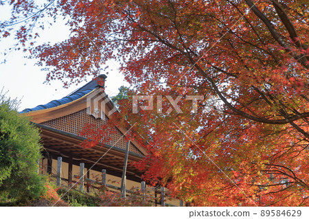 Yamashiro during the period of autumn leaves dyed in red (Damine Castle, Shitara Town, Aichi Prefecture) Yamashiro during the period of autumn leaves dyed in red (Damine Castle, Shitara Town, Aichi Prefecture) 89584629