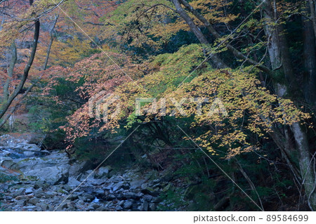 Mountain stream and autumn leaves (Kuragari Gorge, Gorge Gorge, Okazaki City, Aichi Prefecture) Mountain stream and autumn leaves (Kuragari Gorge, Gorge Gorge, Okazaki City, Aichi Prefecture) 89584699