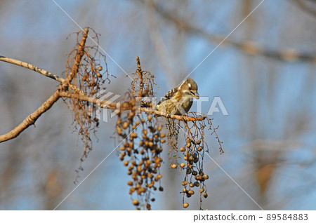 Japanese pygmy woodpecker eating nuts Japanese pygmy woodpecker eating nuts 89584883