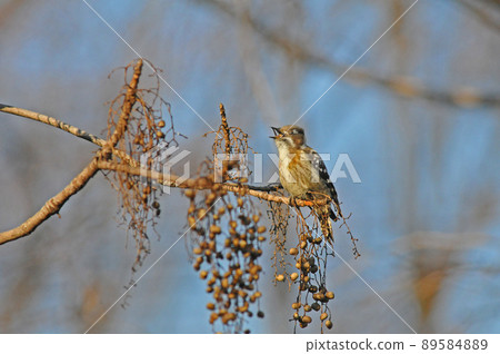 Japanese pygmy woodpecker eating nuts Japanese pygmy woodpecker eating nuts 89584889