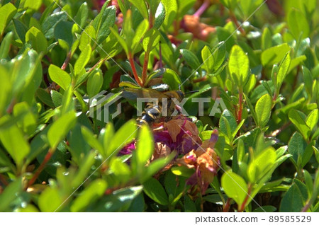 蜜蜂採集花粉 89585529