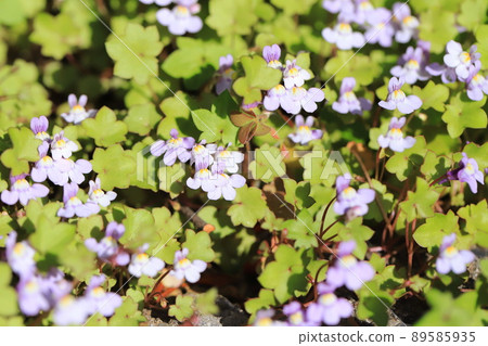 小常春藤葉海蘭花 小常春藤葉海蘭花 89585935