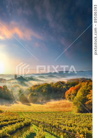 Breathtaking vineyards landscape in South Styria near Gamlitz. 89586393