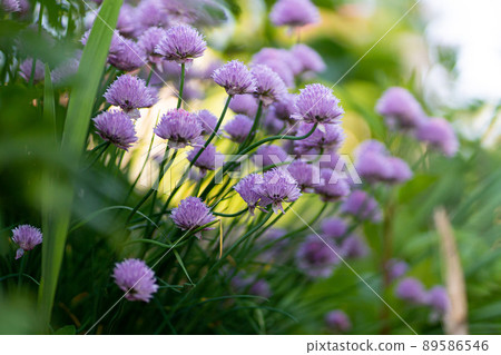 Purple chives plant in summer garden. Perfect healthy herb flowers. Chive blossom in back light. 89586546