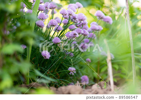 Purple chives plant in summer garden. Perfect healthy herb flowers. Chive blossom in back light. Purple chives plant in summer garden. Perfect healthy herb flowers. Chive blossom in back light. 89586547