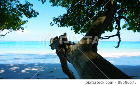 A snow-white beach on the island of Similan. A snow-white beach on the island of Similan. 89586573