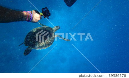 Shoots on an action camera as a turtle swims Shoots on an action camera as a turtle swims 89586576