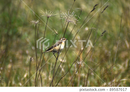 The Aquatic Warbler sits on dry grass. 89587017