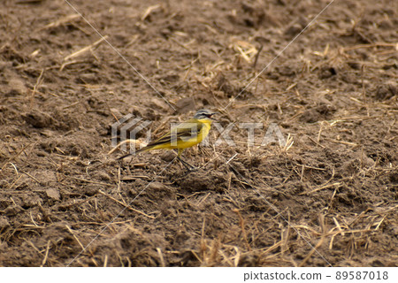 Motacilla flava yellow wagtail looking for food on plowed land. 89587018