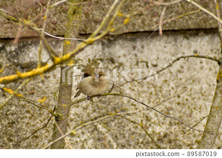 Siskin hides among the branches of a tree. 89587019