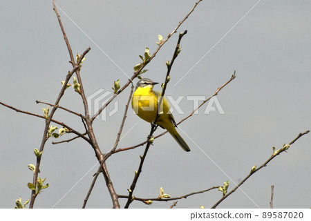 Motacilla flava sits on a branch looking to the left. 89587020