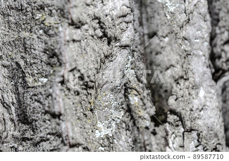 Tree bark texture 89587710