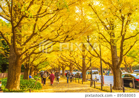 Ginkgo row of trees in Meiji Jingu Gaien, Tokyo Ginkgo row of trees in Meiji Jingu Gaien, Tokyo 89588003