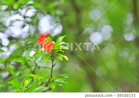 初夏深紅色但不顯眼的杏花 初夏深紅色但不顯眼的杏花 89588135