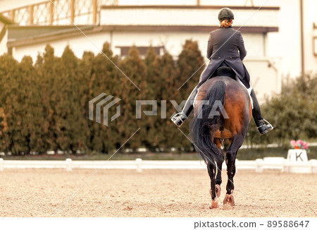 Classic Dressage horse. Equestrian sport. Dressage of horses in the arena. Sports stallion in the bridle. The leg of the rider in the stirrup. Equestrian competition show Classic Dressage horse. Equestrian sport. Dressage of horses in the arena. Sports stallion in the bridle. The leg of the rider in the stirrup. Equestrian competition show 89588647