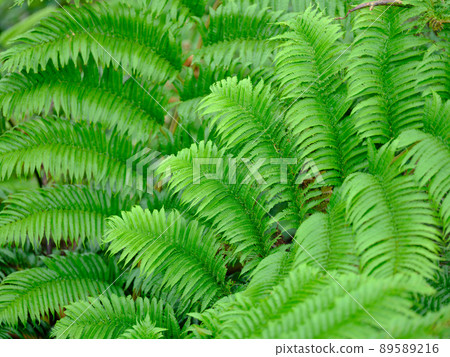 fern plant 89589216
