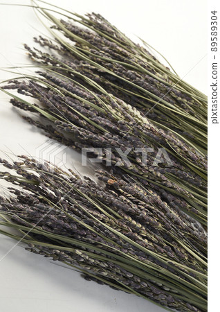 Image of ancient rice Image of ancient rice 89589304