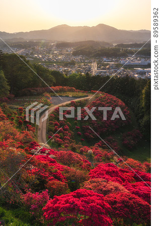 茨城縣笠間市笠間杜鵑花公園的杜鵑花節 89589362