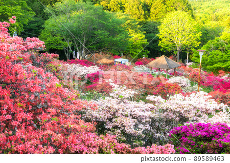 Azalea Festival in Kasama Azalea Park, Kasama City, Ibaraki Prefecture 89589463