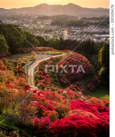 Azalea Festival in Kasama Azalea Park, Kasama City, Ibaraki Prefecture 89589476