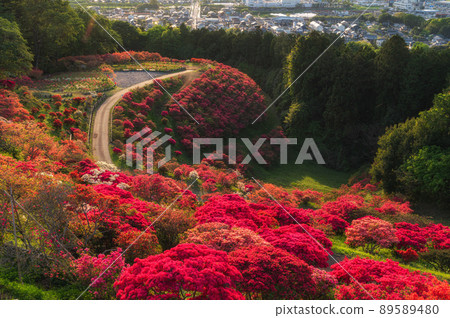 Azalea Festival in Kasama Azalea Park, Kasama City, Ibaraki Prefecture 89589480