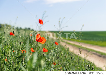 Landscape view of bright red blossoming poppy flowers on beautiful green wildflower grassland meadow along country dirt road against blue sky bright sunny day. Scenic nature wild floral background Landscape view of bright red blossoming poppy flowers on beautiful green wildflower grassland meadow along country dirt road against blue sky bright sunny day. Scenic nature wild floral background 89589572