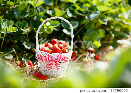Strawberry field on fruit farm. Berry in basket. Strawberry field on fruit farm. Berry in basket. 89590003